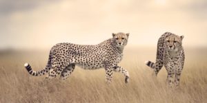 12 Day Tanzania Wildlife Safari