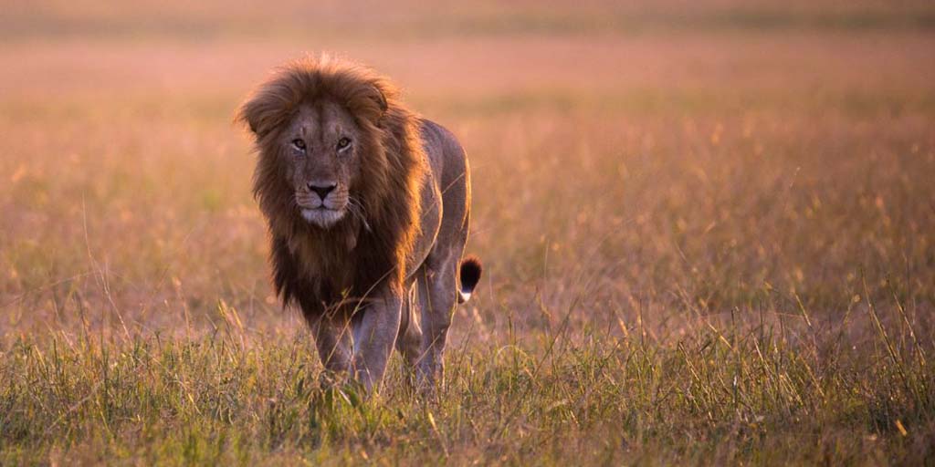 4 Day Masai Mara & Lake Nakuru Safari