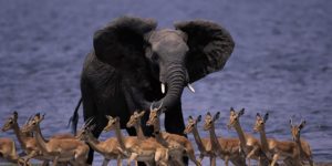 7 Day Big Game Safari