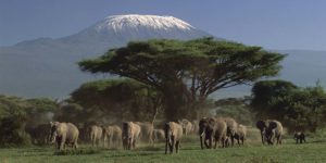 Big Five Tanzania Safari (9 Days)