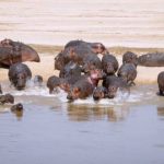Grand Zambia Safari (7 Days)