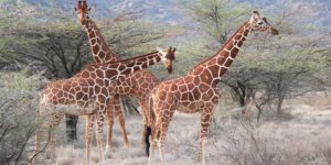 Kenya Highlights Safari