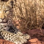 Namibia Camping Safari (7 Days)