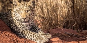 Namibia Camping Safari (7 Days)