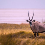 Namibia Road Safari (15 Days)