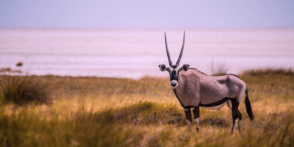Namibia Road Safari (15 Days)