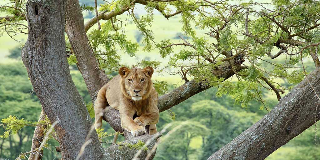 Queen Elizabeth National Park Safari (5 Days)