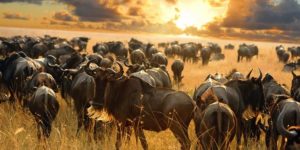 Serengeti Wildebeest Migration Safari (5 Days)