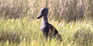 Uganda Birding Safari (9 days)