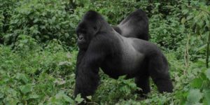 Bwindi Forest Safari (3 Days)