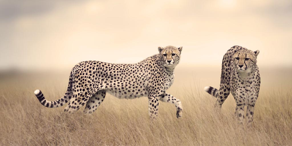 12 Day Tanzania Wildlife Safari