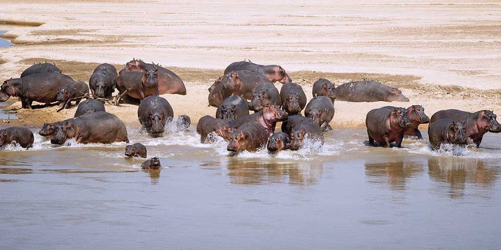 Grand Zambia Safari (7 Days)