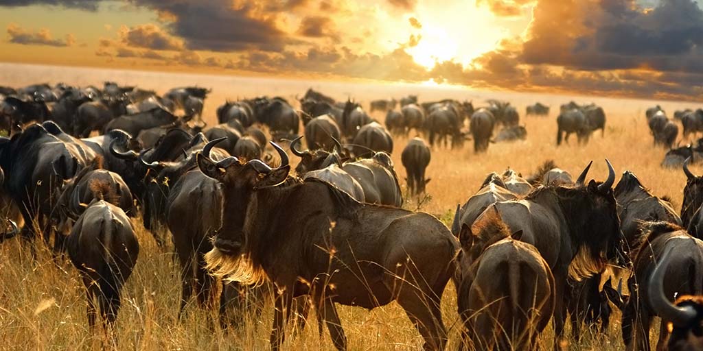 Serengeti Wildebeest Migration Safari (5 Days)