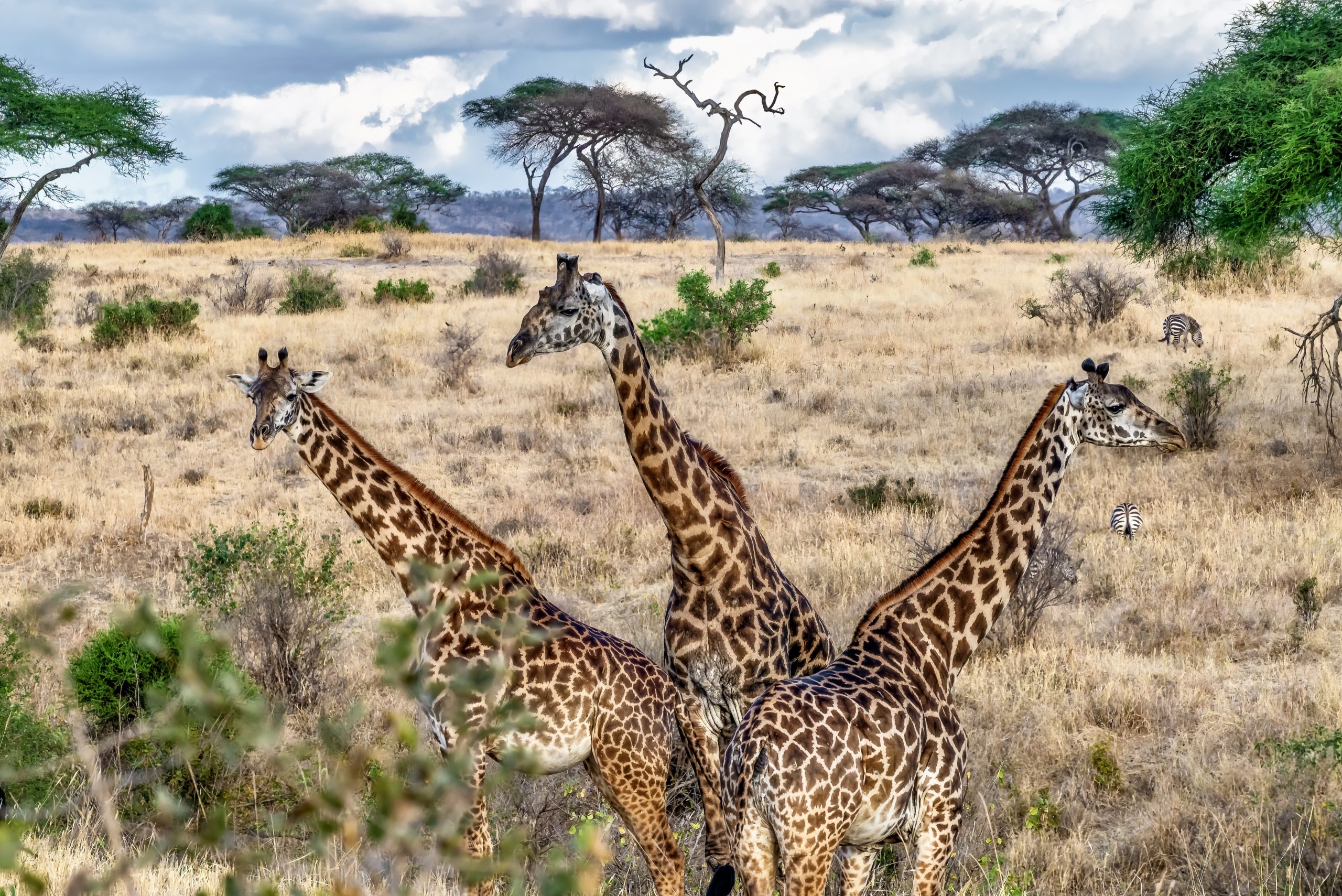 Beautiful shot of three cute giraffes in the field with trees and the blue sky in the background