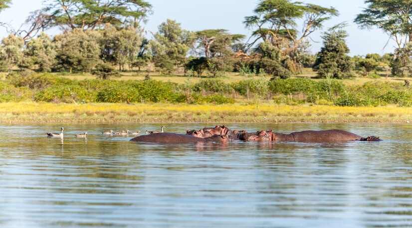 group-hippopotamus-water-southern-africa_155003-17236